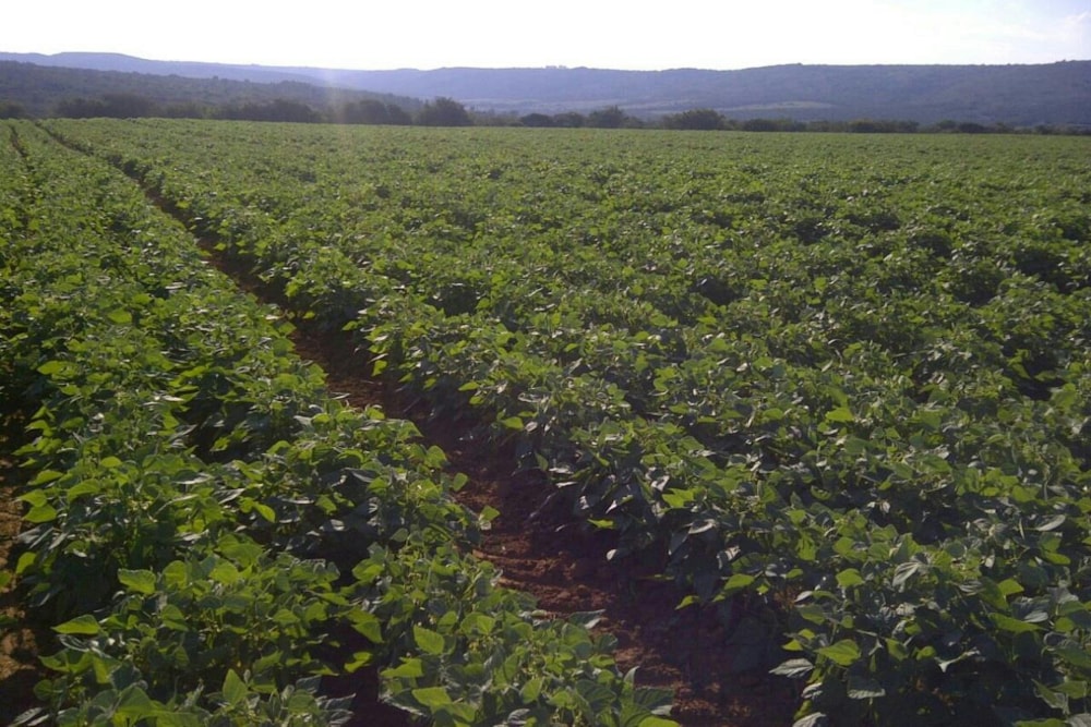 Mixed use farm for sale in Grahamstown (Makhanda) - 1GC1710985