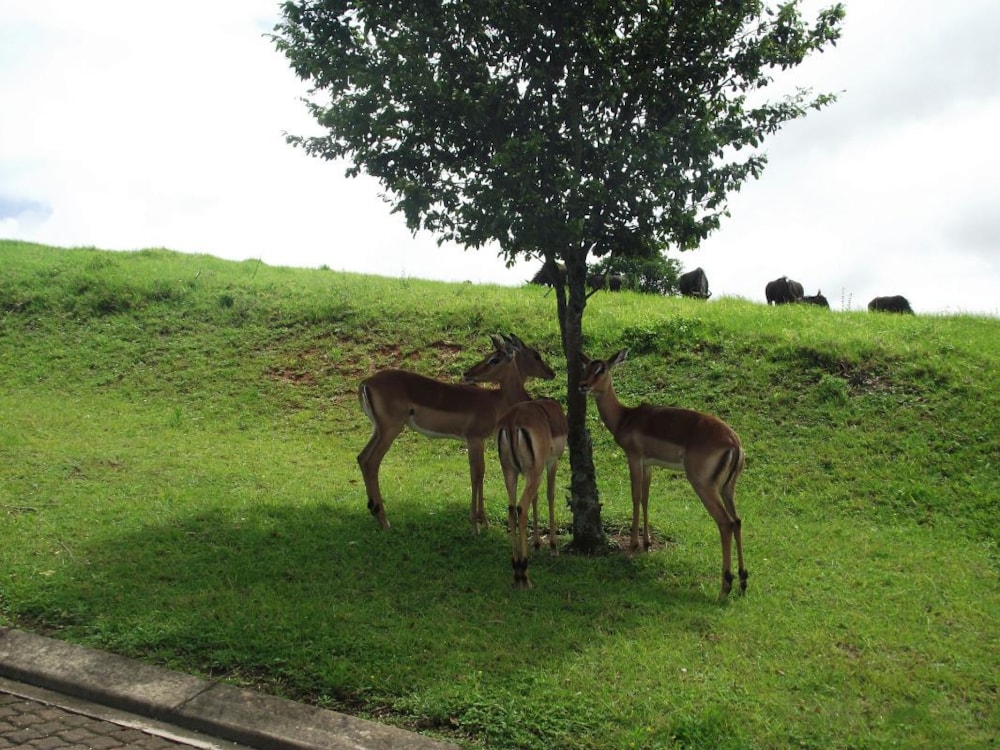 Residential vacant land for sale in Phezulu Estate - 1KF1732320