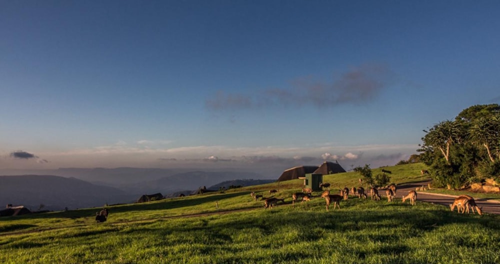 Vacant land for sale in Phezulu Estate - 1KF1717097 Vacant land for sale in Phezulu Estate - 1KF1717097