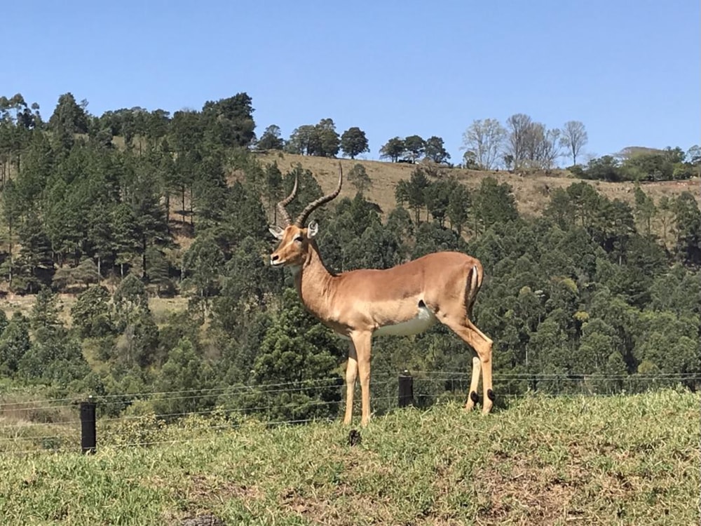 Vacant land for sale in Phezulu Estate - 1KF1717097 Vacant land for sale in Phezulu Estate - 1KF1717097