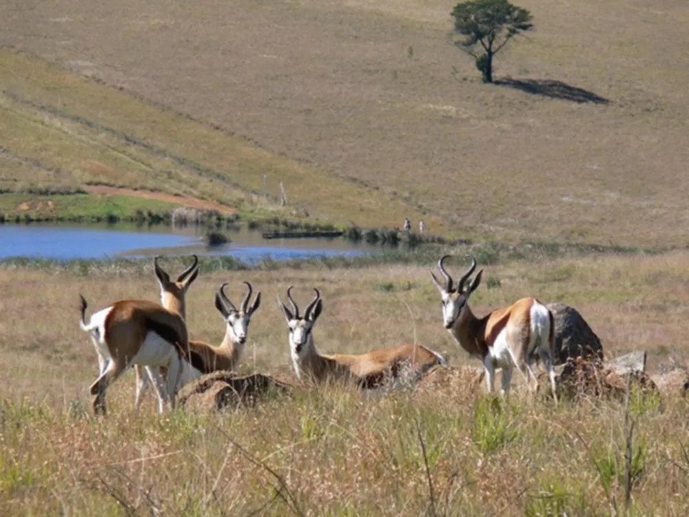 Vacant land for sale in Dullstroom - 1DS1716624 Vacant land for sale in Dullstroom - 1DS1716624