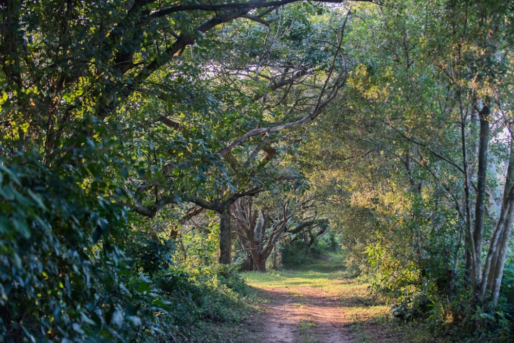 Residential vacant land for sale in Elaleni Coastal Forest Estate - 1BD1654593