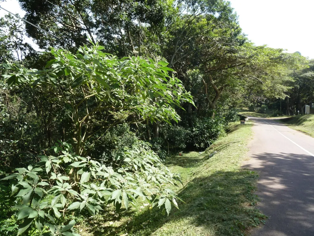 Residential vacant land for sale in Crestview - 1KF1734655 Residential vacant land for sale in Crestview - 1KF1734655
