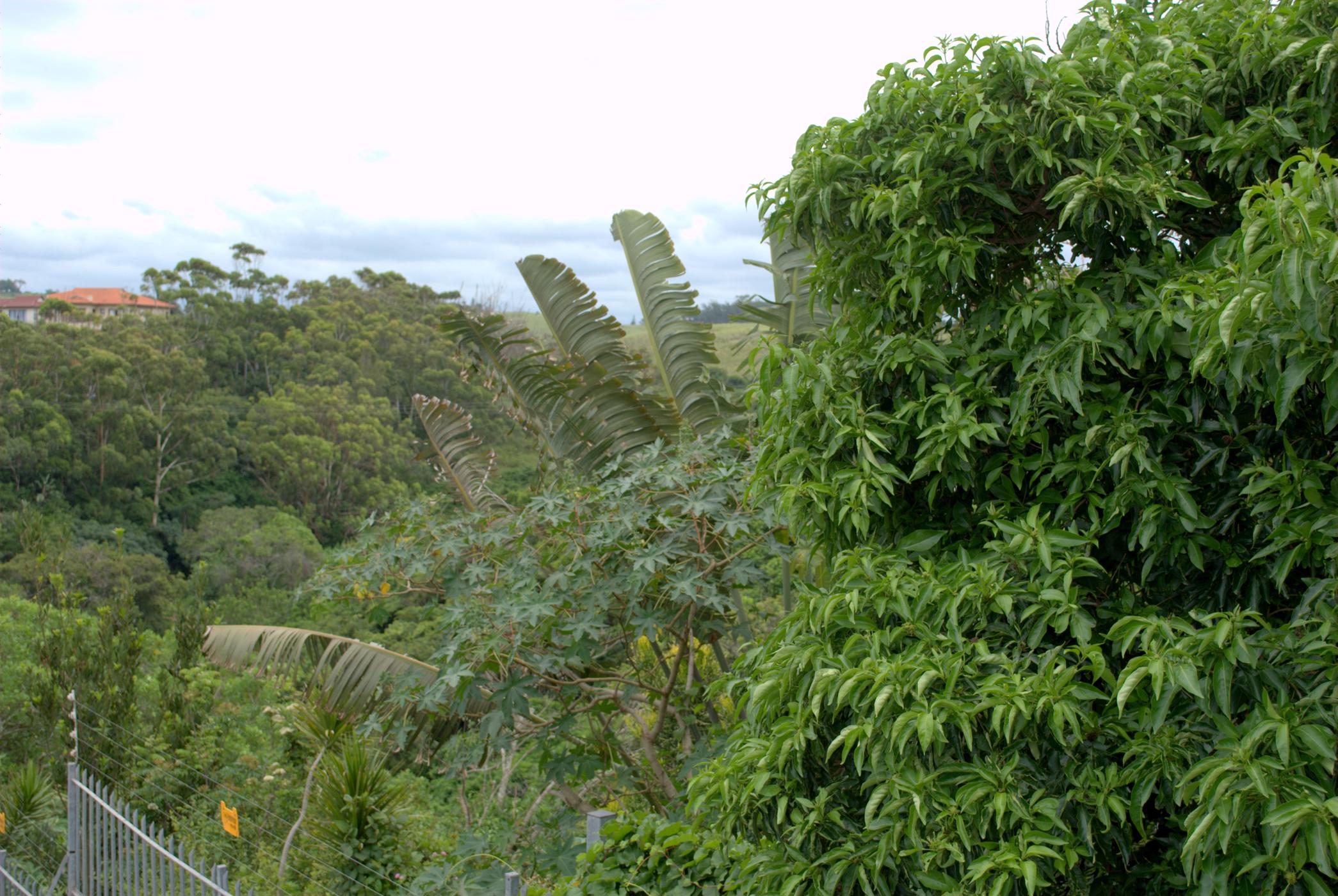 Residential vacant land for sale in Salt Rock - 1BD1739413