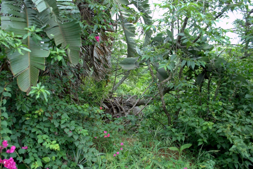 Residential vacant land for sale in Salt Rock - 1BD1739413