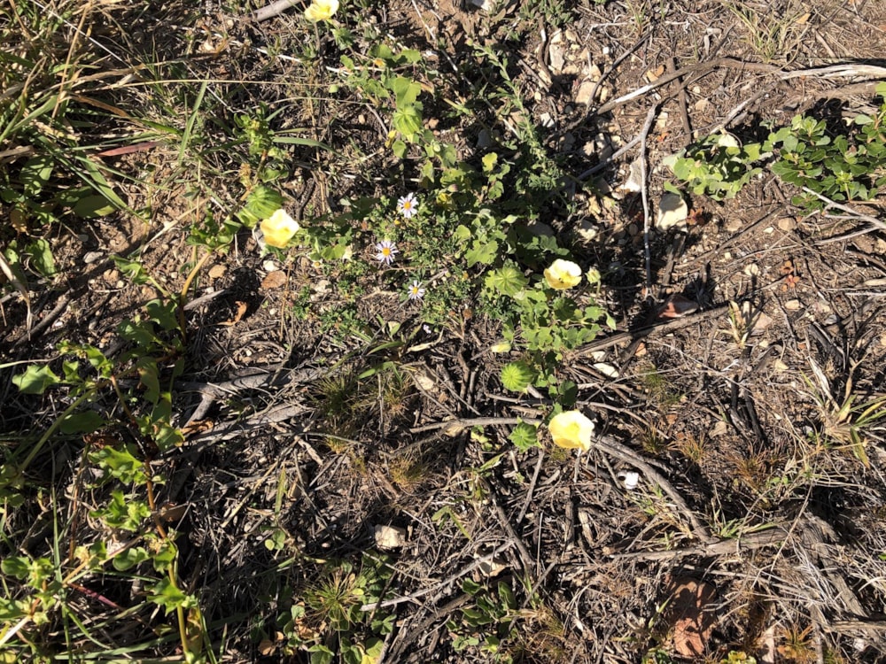 Vacant land for sale in Cannon Rocks - 1KO1701128 Vacant land for sale in Cannon Rocks - 1KO1701128