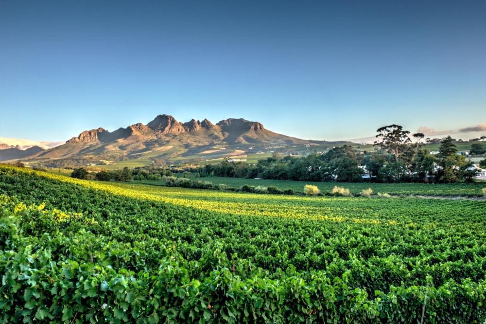 Wine farm for sale in Stellenbosch Farms - ST1687770