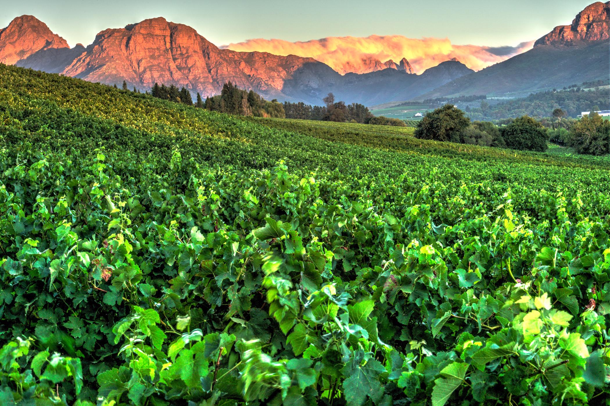 Wine farm for sale in Stellenbosch Farms - ST1687770
