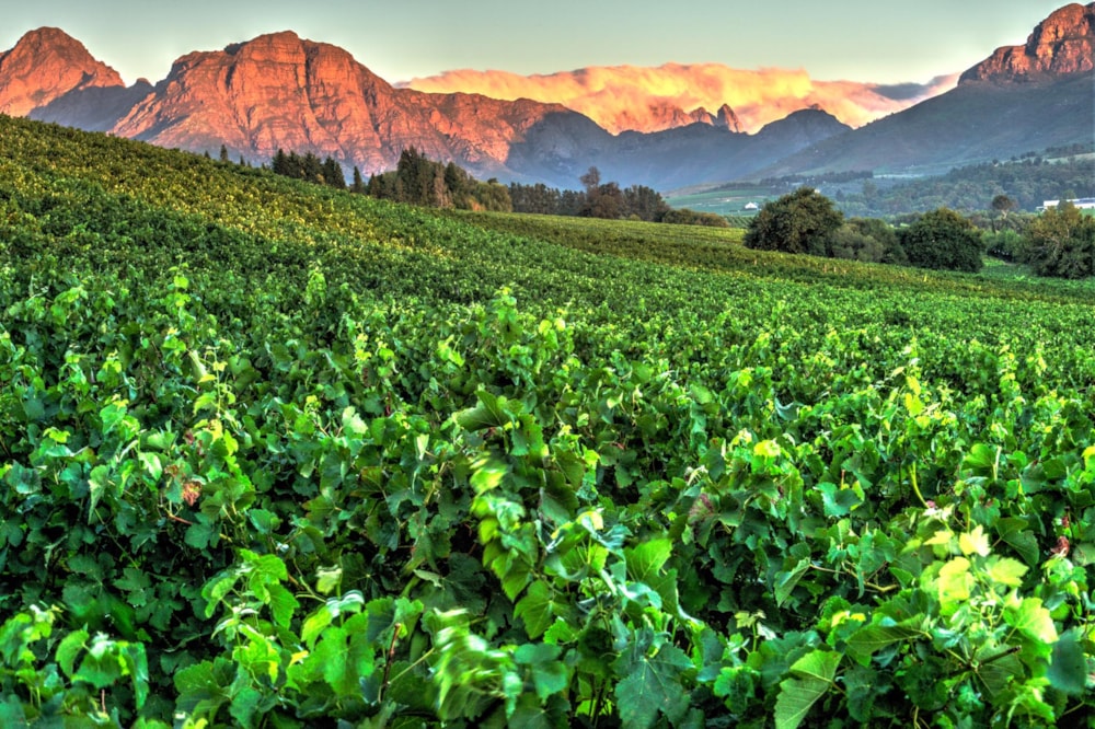 Wine farm for sale in Stellenbosch Farms - ST1687770 Wine farm for sale in Stellenbosch Farms - ST1687770