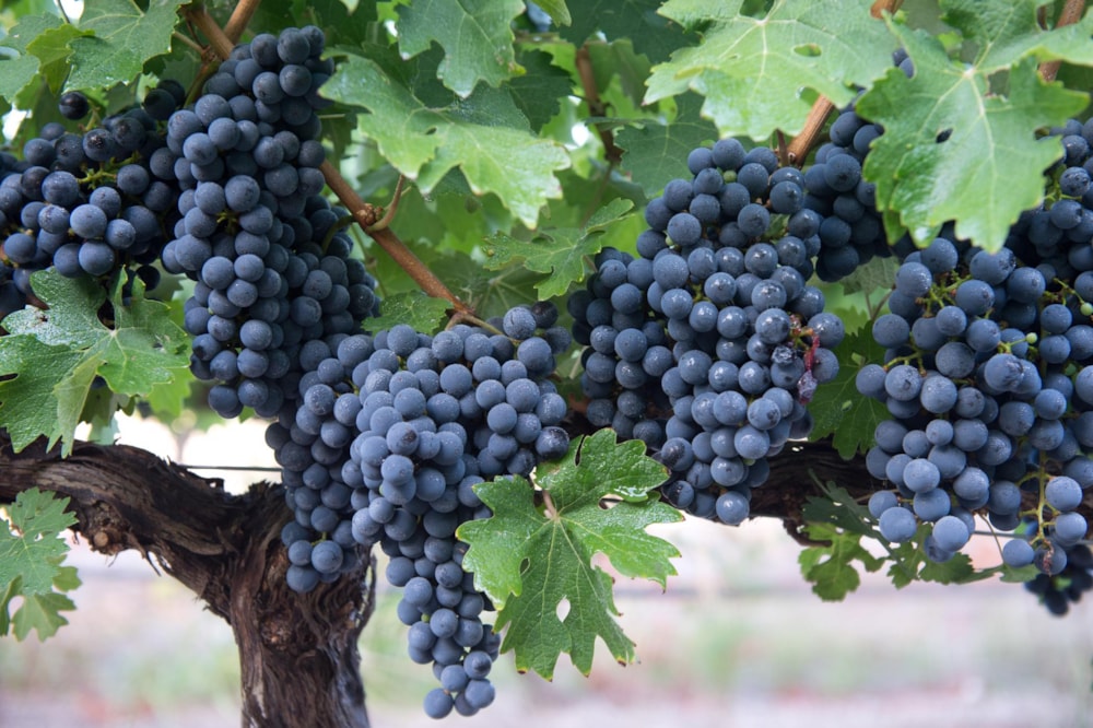 Wine farm for sale in Stellenbosch Farms - ST1687770