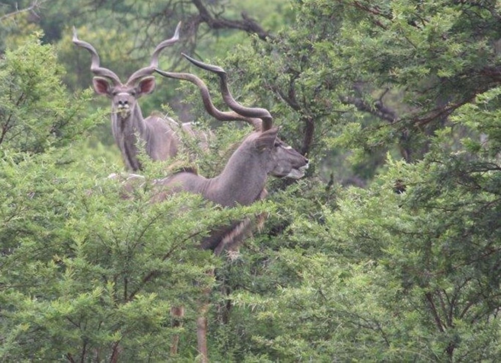 Game farm for sale in Ohrigstad - 1LY1677644 Game farm for sale in Ohrigstad - 1LY1677644