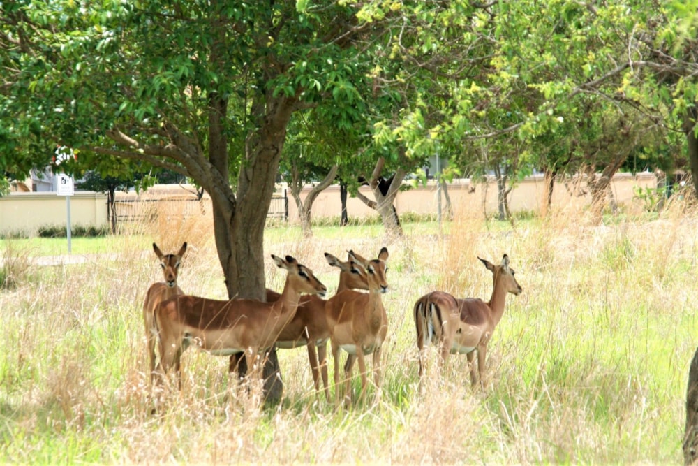 Vacant land for sale in Westlake, Hartbeespoort - 1HR1714171