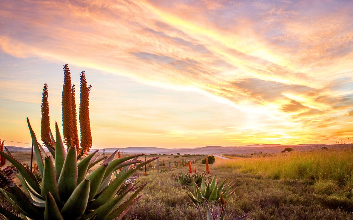 Your property sales and rental specialists in Cradock Heights, Grahamstown (Makhanda), Grahamstown Rural, Riebeek East, Somerset Heights, West Hill