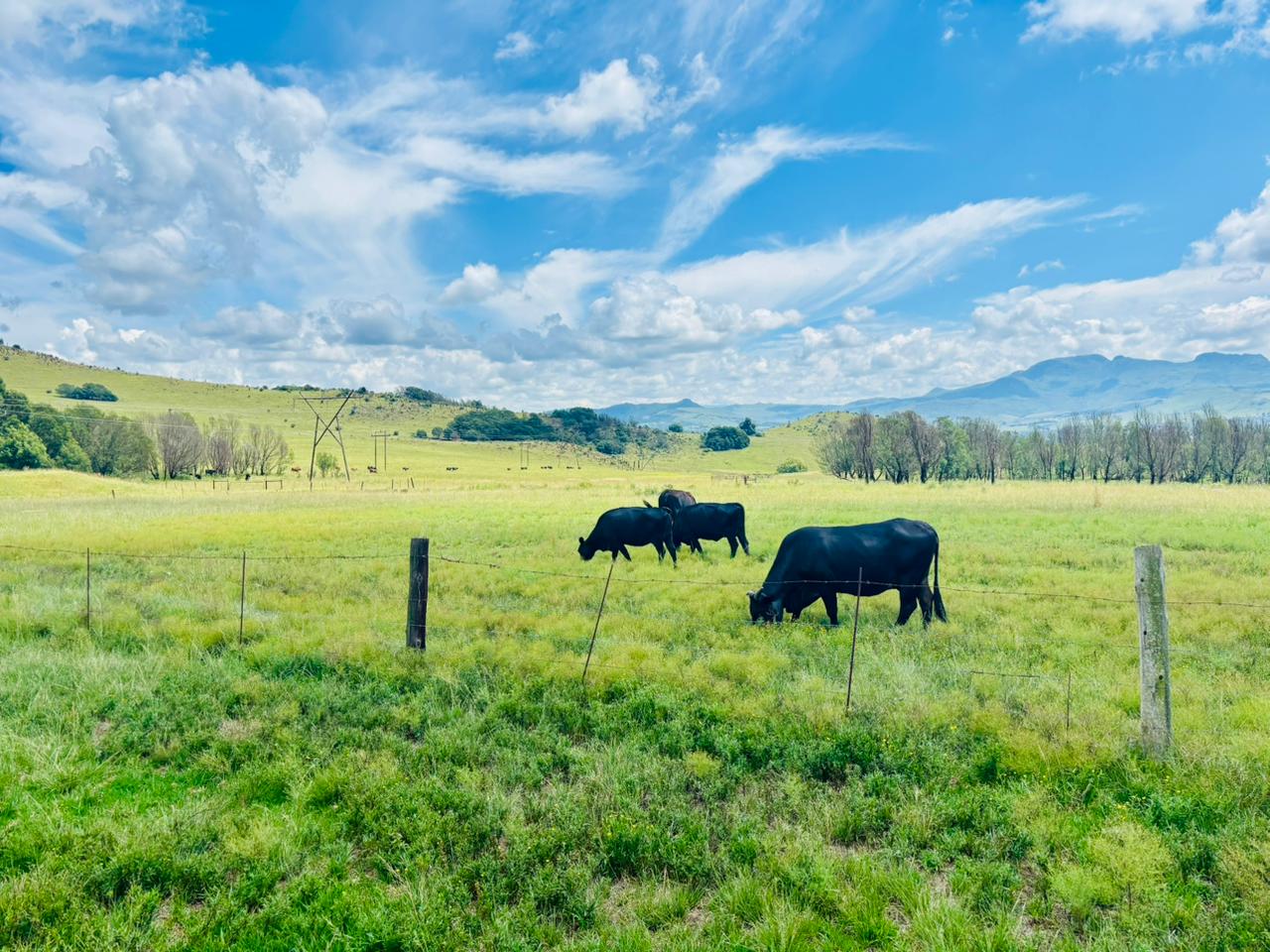 Your property sales and rental specialists in Bulwer, Cedarville, Creighton, Franklin, Himeville, Ixopo, Kokstad, Matatiele, Swartberg, Underberg