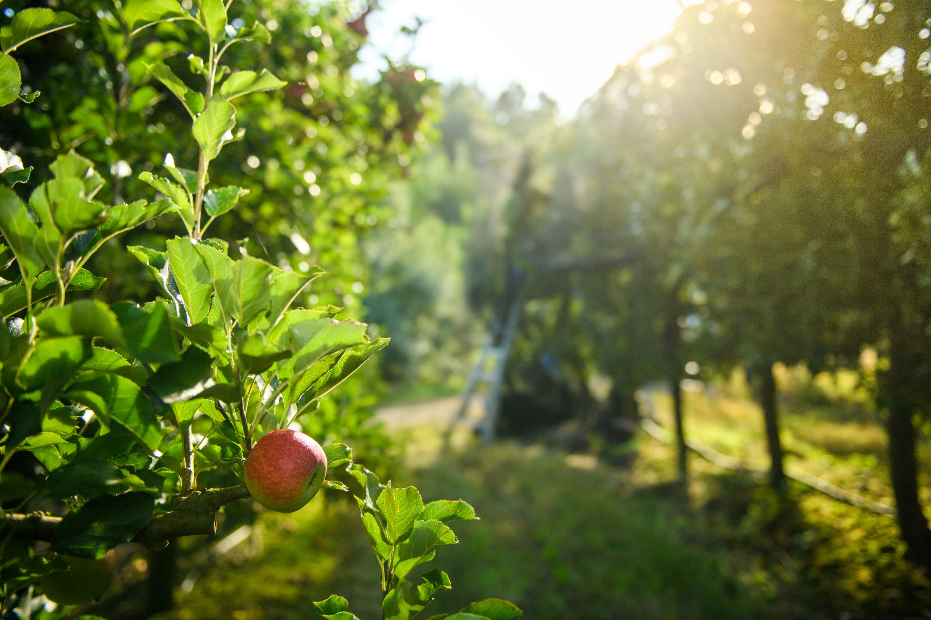 Your property sales and rental specialists in Botrivier, Elgin District, Grabouw