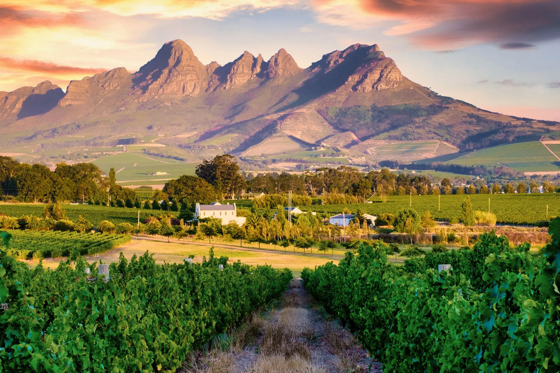Cape Winelands
