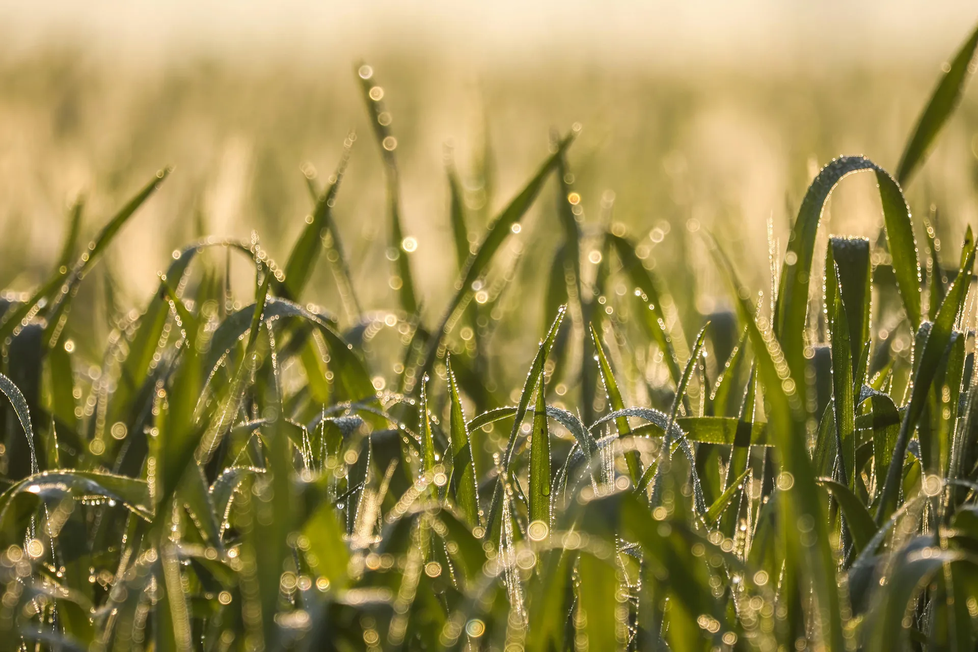 Agriculture