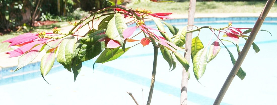Explore Kitisuru