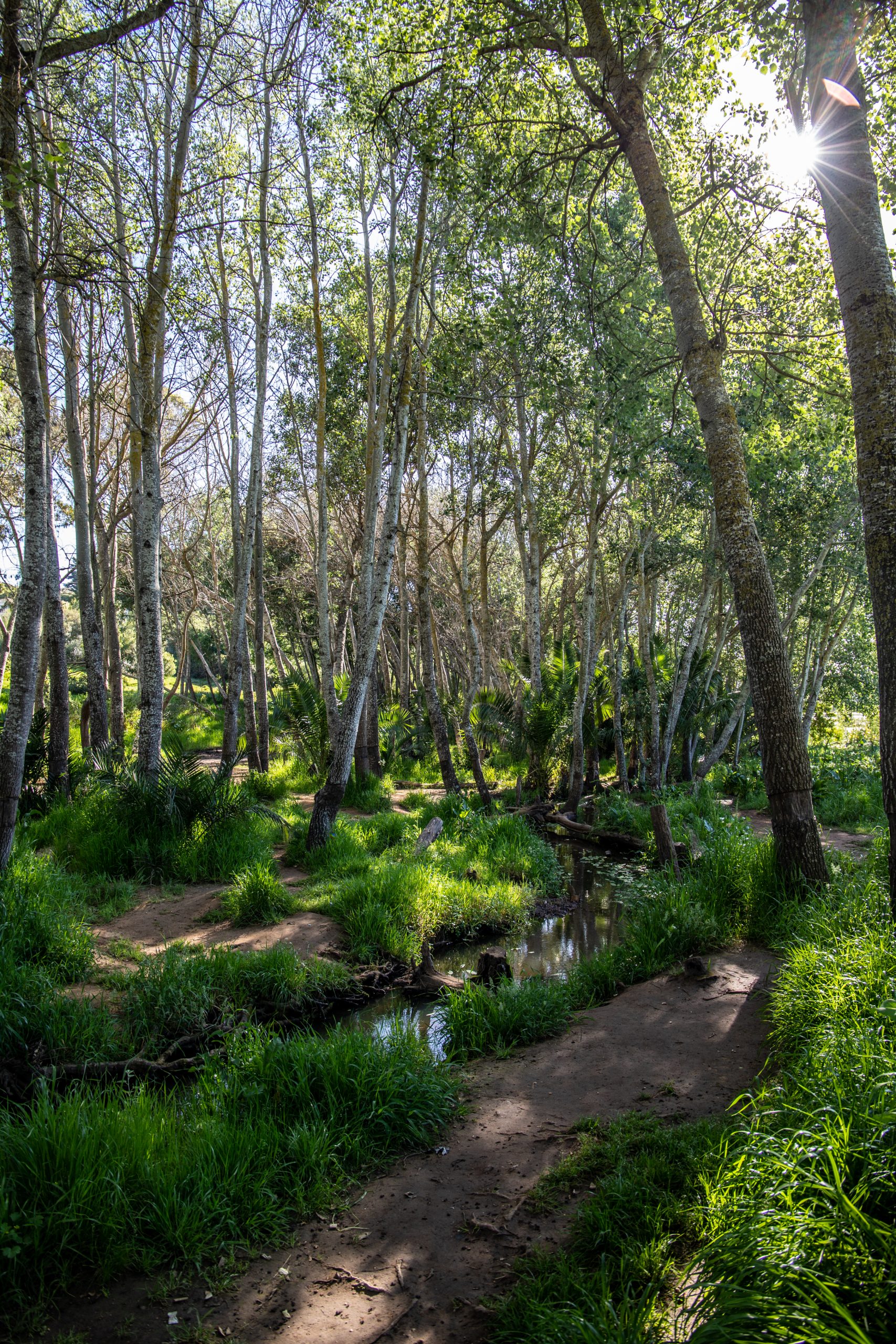 A magical oasis in the North A magical oasis in the North