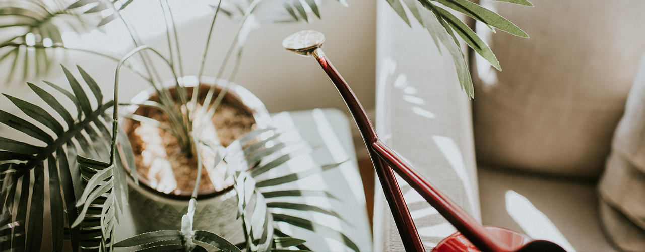 5 Household plants to enhance your home (and mood) during lockdown 5 Household plants to enhance your home (and mood) during lockdown