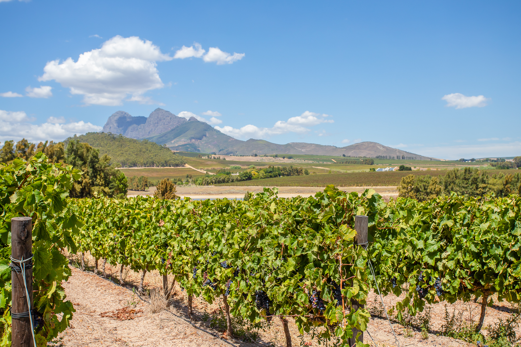 Opportunity to live on an award-winning, working wine farm in Stellenbosch Opportunity to live on an award-winning, working wine farm in Stellenbosch