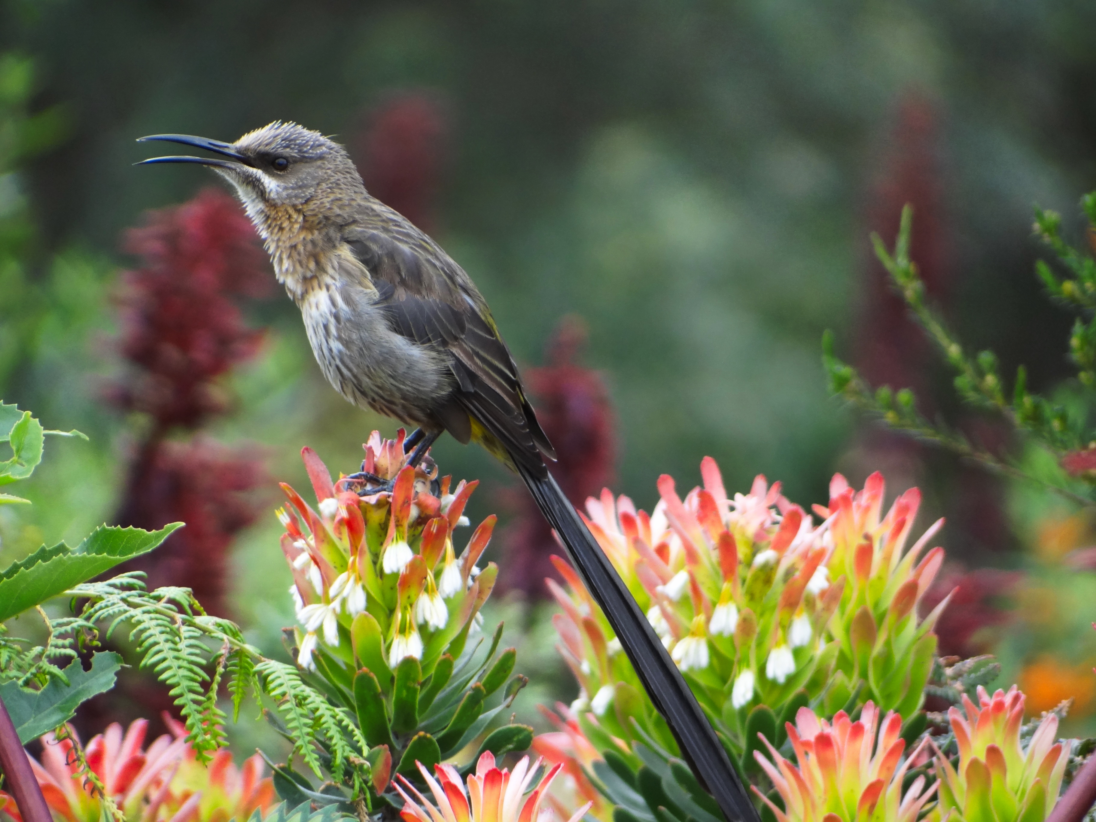 DRY LAND, FLOURISHING GARDENS DRY LAND, FLOURISHING GARDENS