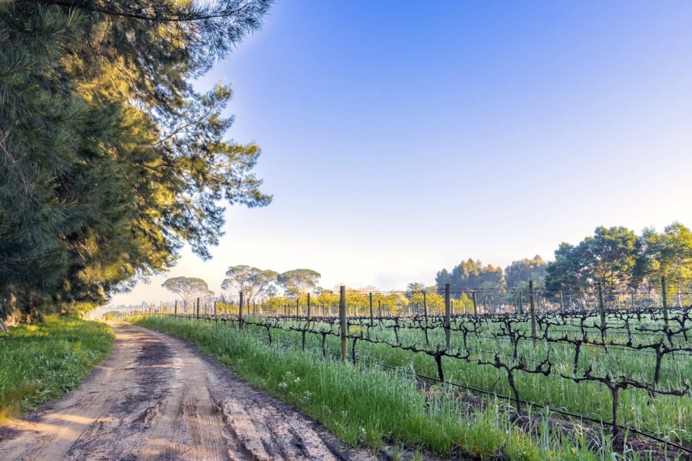 Opportunity of a lifetime in Val de Vie Estate
Prime Cape Wineland locations such as Franschhoek and Paarl continue to experience an increasing demand for lifestyle farms, particularly in recent years, says Surina du Toit, Pam Golding Properties area manager for Paarl, Franschhoek, Wellington and Worcester.
“Ever since Covid, there has been a marke... Opportunity of a lifetime in Val de Vie Estate
Prime Cape Wineland locations such as Franschhoek and Paarl continue to experience an increasing demand for lifestyle farms, particularly in recent years, says Surina du Toit, Pam Golding Properties area manager for Paarl, Franschhoek, Wellington and Worcester.
“Ever since Covid, there has been a marke...