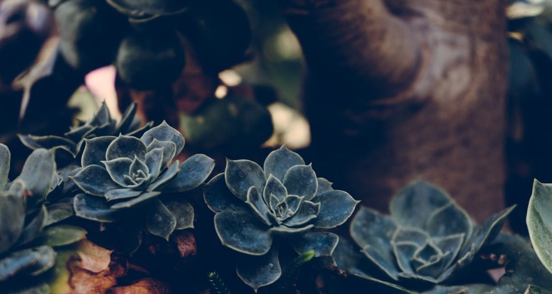 A lush garden your neighbours will envy in seven easy steps A lush garden your neighbours will envy in seven easy steps