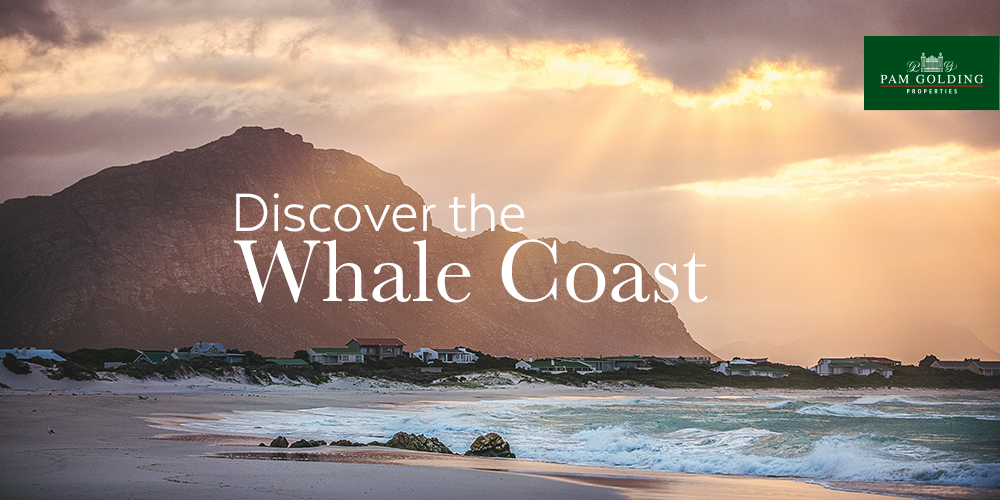 Things to do in the Whale Coast this holiday Things to do in the Whale Coast this holiday