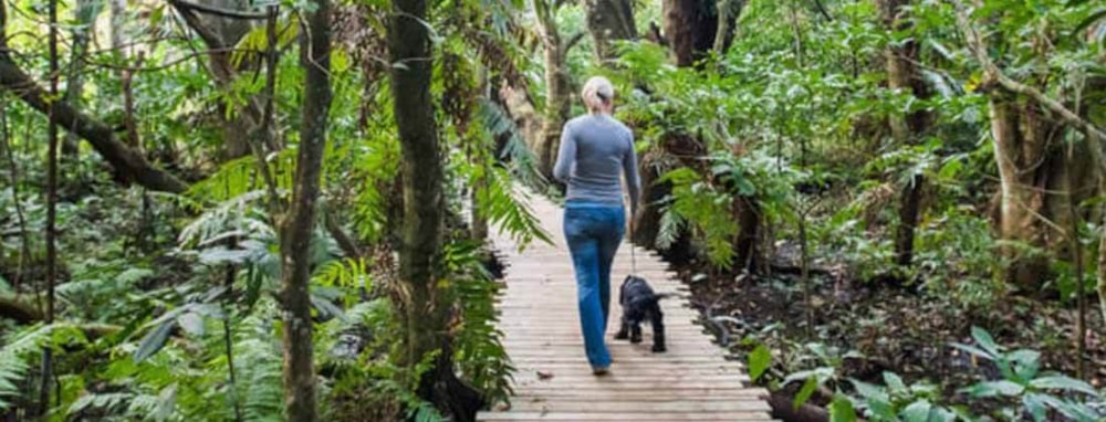 The Vineyards in Elaleni Coastal Forest Estate, South Africa The Vineyards in Elaleni Coastal Forest Estate, South Africa