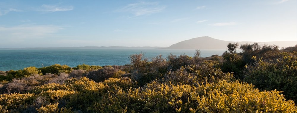 Shark Bay Estate in Langebaan, South Africa Shark Bay Estate in Langebaan, South Africa