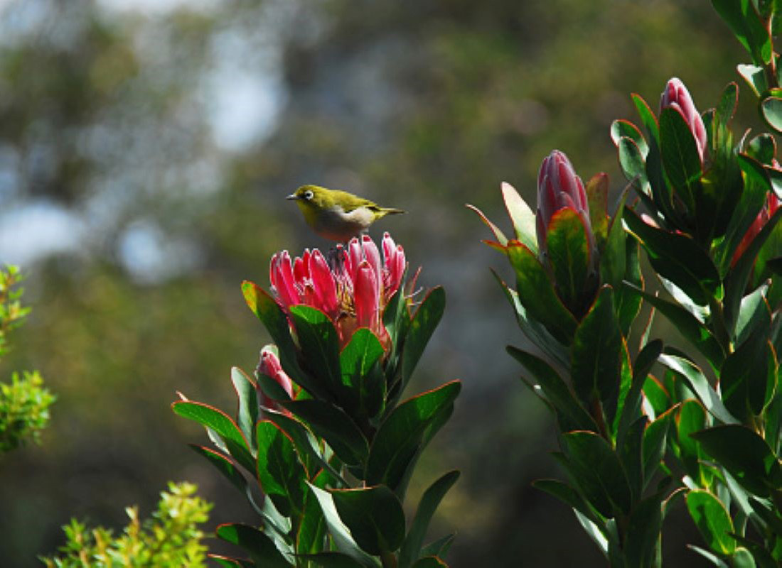 The Reserve, new build development in Val de Vie Estate, Paarl, Boland (Winelands), Western Cape, South Africa The Reserve, new build development in Val de Vie Estate, Paarl, Boland (Winelands), Western Cape, South Africa