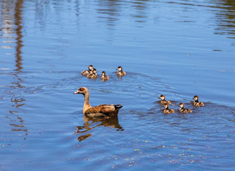Entabeni Urban Farm in Welbedacht, South Africa