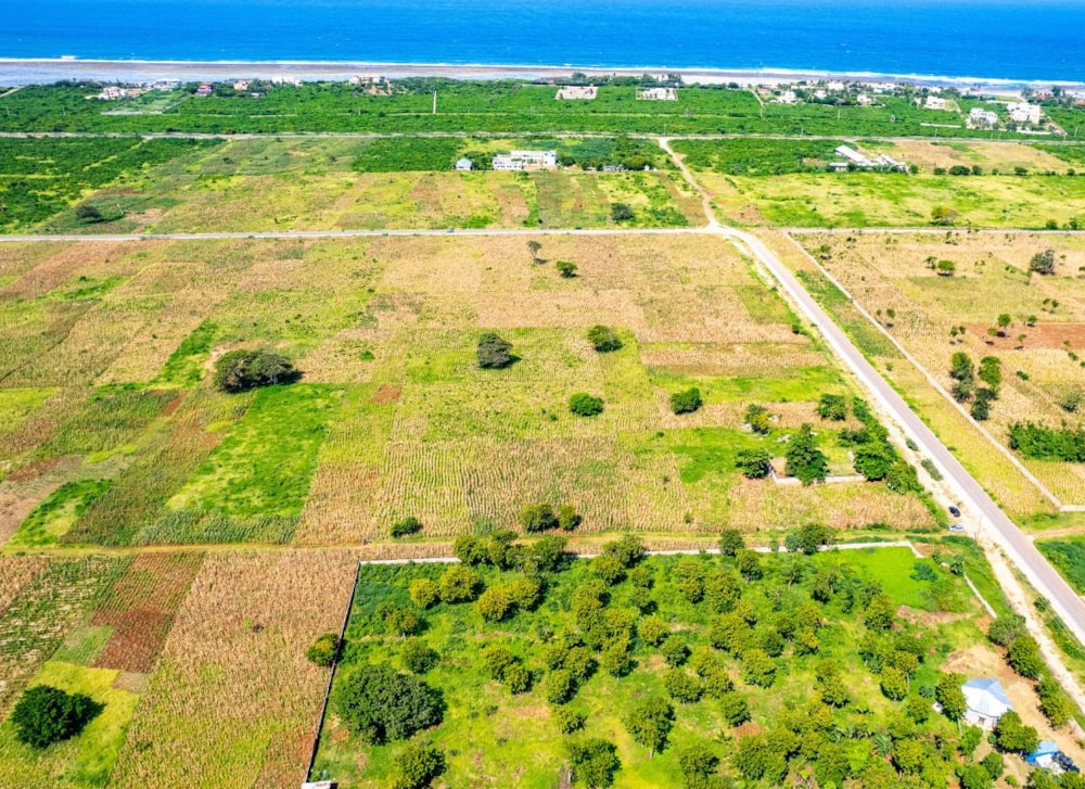 Vipingo Blooms in Kenya Vipingo Blooms in Kenya