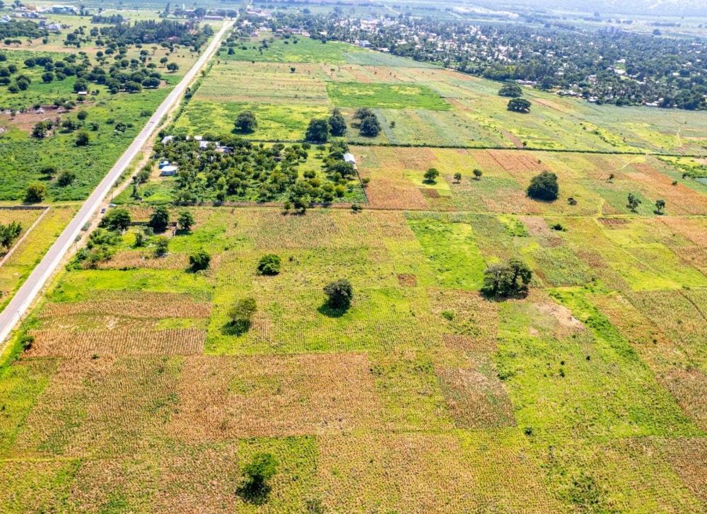 Vipingo Blooms in Kenya Vipingo Blooms in Kenya
