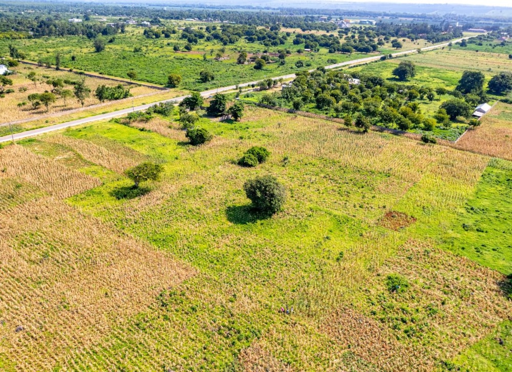 Vipingo Blooms in Kenya Vipingo Blooms in Kenya