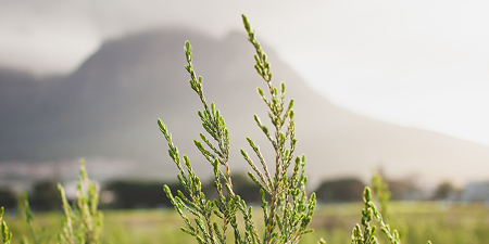 The Bosk Apartments at Newinbosch - Sustainable living The Bosk Apartments at Newinbosch - Sustainable living