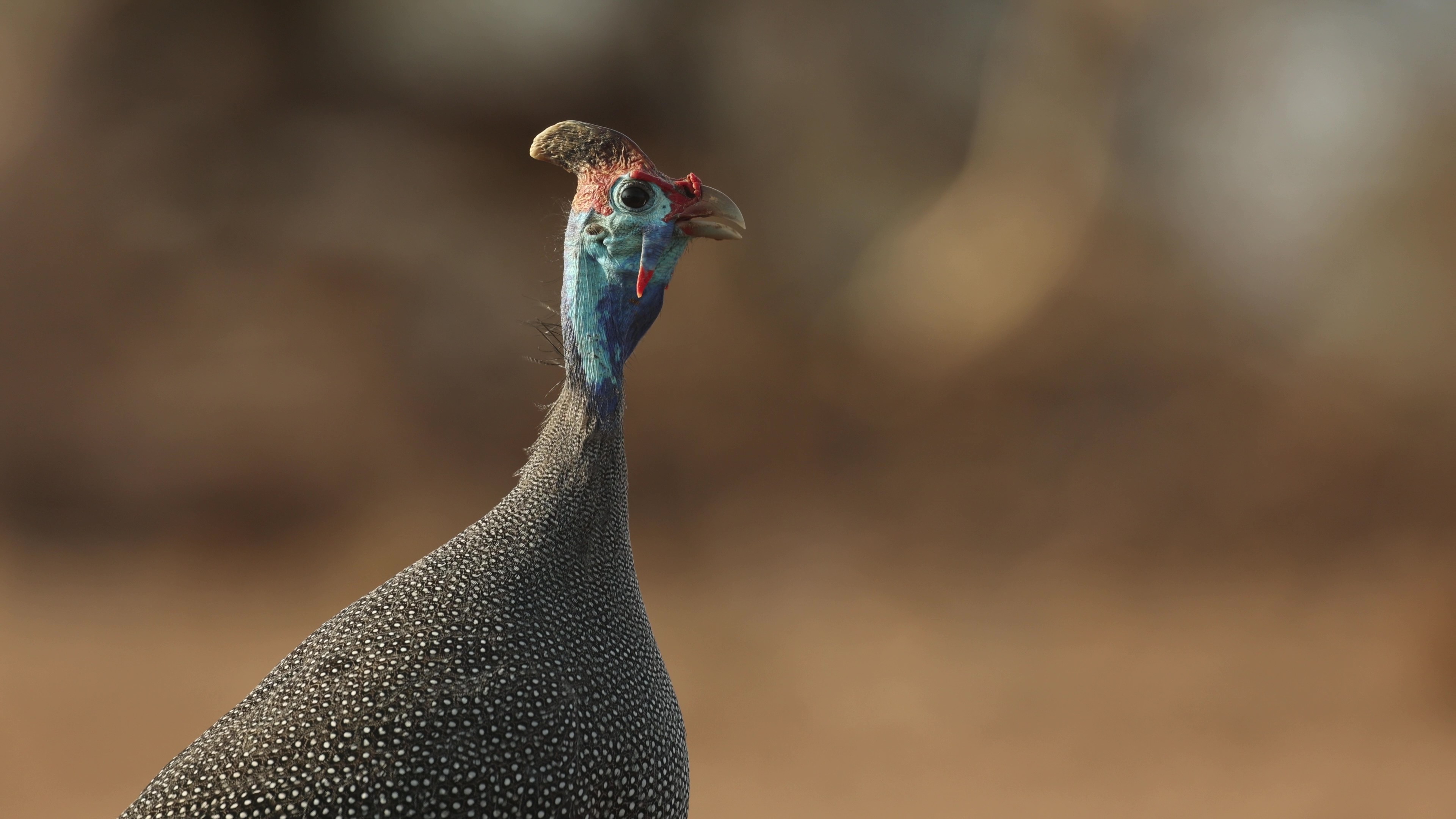 Paradise Coast - Site Development Plan