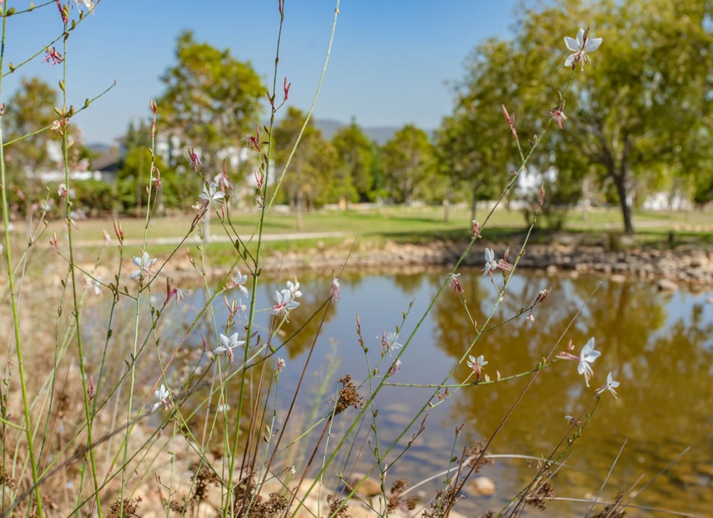 The Vines in Val de Vie Estate, South Africa The Vines in Val de Vie Estate, South Africa