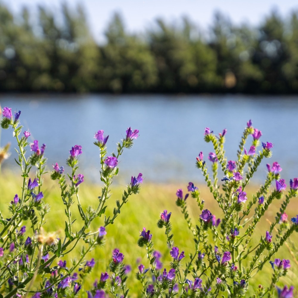 Vini Fera - Anura in Stellenbosch, South Africa