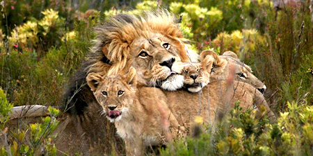Gondwana Game Reserve Gondwana Game Reserve