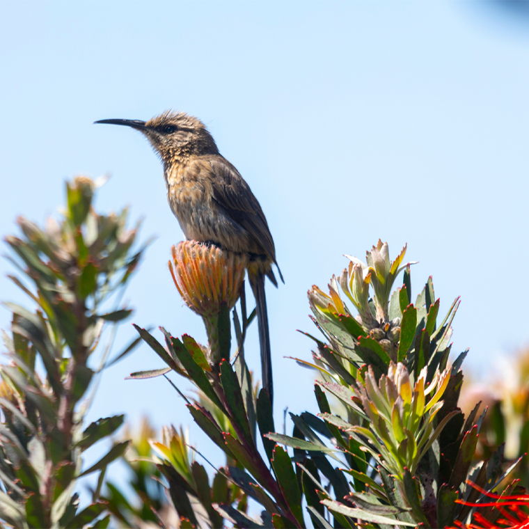 Mossel Bay Retirement & Lifestyle Village - E-Brochure