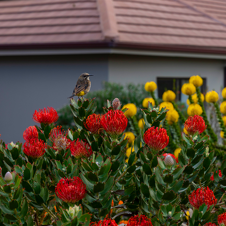 Mossel Bay Retirement & Lifestyle Village