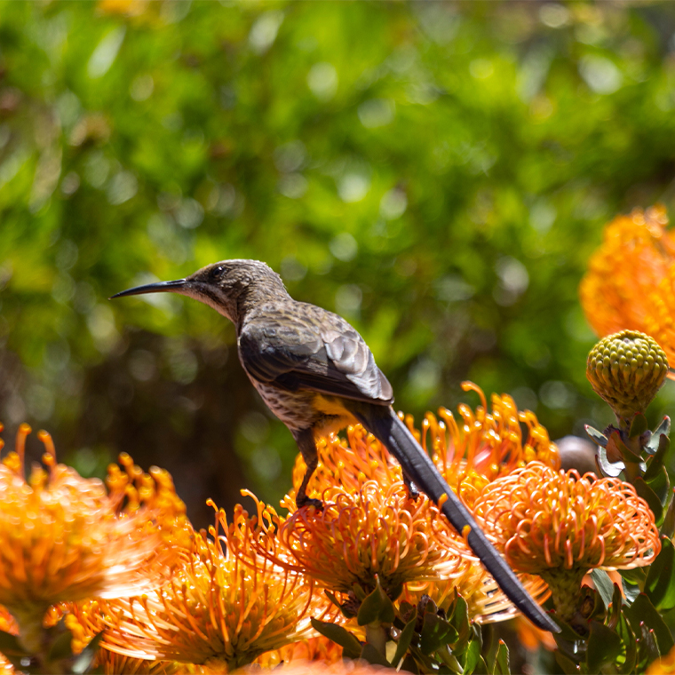 Mossel Bay Retirement & Lifestyle Village - Site Plan