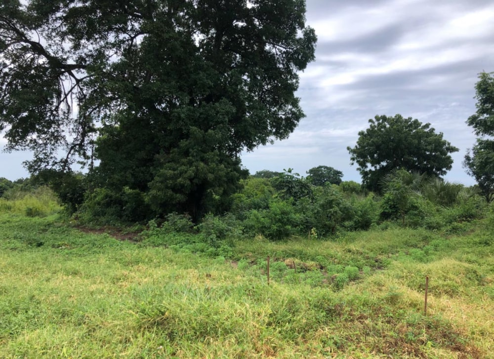 The Shamba Kuruwitu in Vipingo, Kenya The Shamba Kuruwitu in Vipingo, Kenya