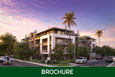 Seahorse - Knysna Seahorse Seahorse - Knysna Seahorse