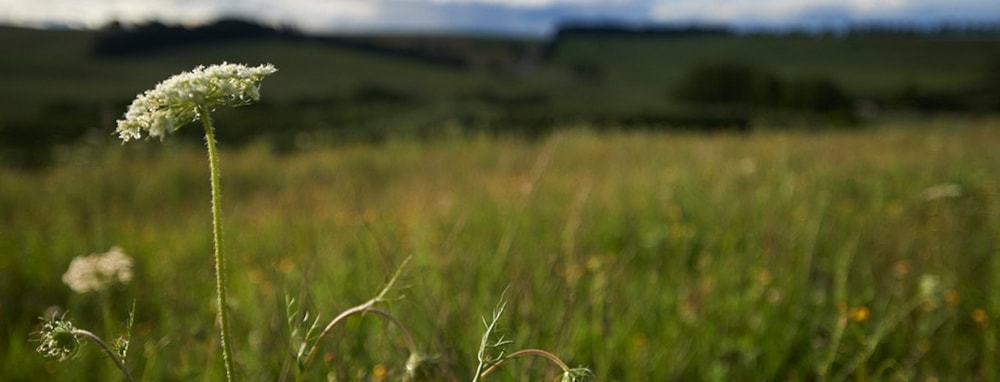 Giants View Estate in Rosetta, South Africa Giants View Estate in Rosetta, South Africa