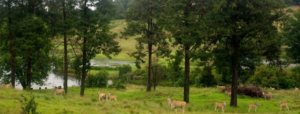 Eaglecrest Wildlife Estate in Midlands, South Africa Eaglecrest Wildlife Estate in Midlands, South Africa