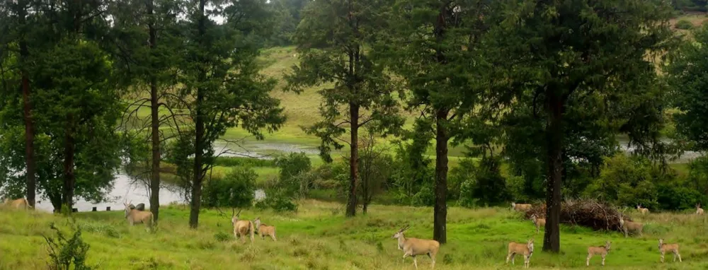 Eaglecrest Wildlife Estate in Midlands, South Africa Eaglecrest Wildlife Estate in Midlands, South Africa