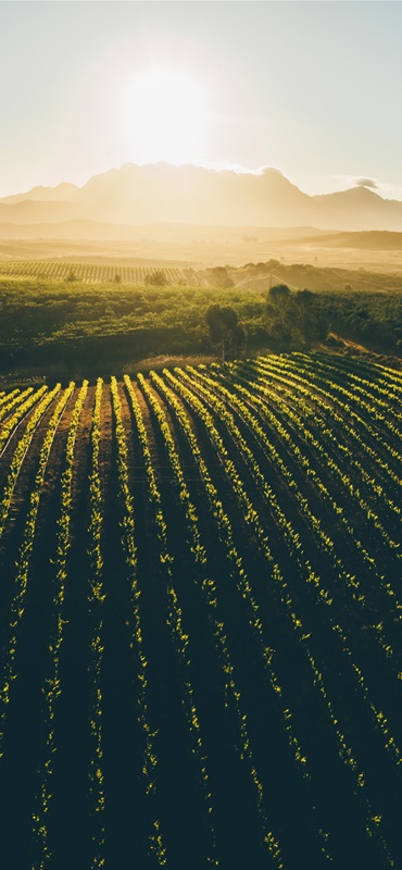 Winelands lifestyle properties for sale